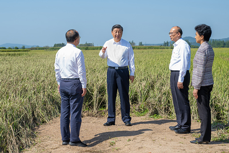 9月6日至8日，中共中央總書記、國家主席、中央軍委主席習(xí)近平在黑龍江考察。這是7日上午，習(xí)近平在遭受洪澇災(zāi)害的哈爾濱尚志市老街基鄉(xiāng)龍王廟村，察看水稻受災(zāi)情況。